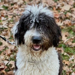 Meet your Posher, Devon